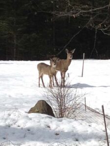 Deer in Winter