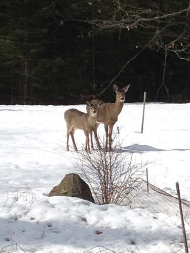 Deer in Winter