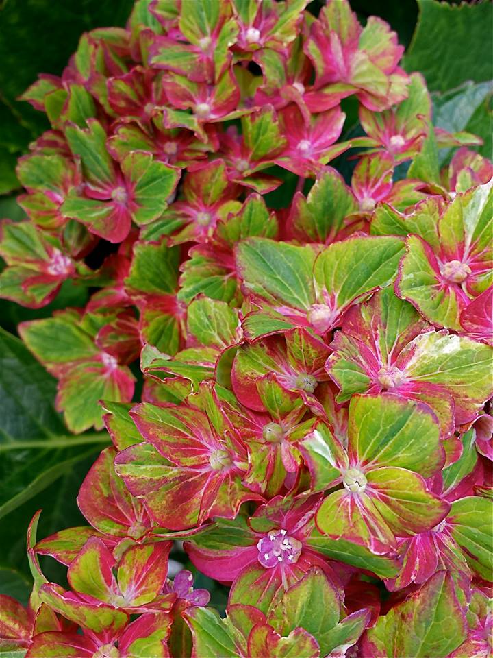 hydrangea pistacio