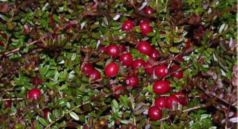 vaccinium_macrocarpon_pilgrim