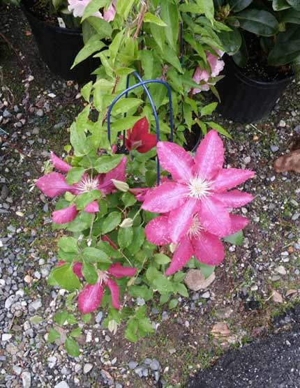 Clematis 'Josephine'