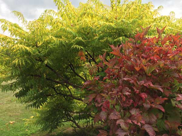 Rhus typhina ‘Tiger Eyes’