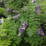 Wisteria in June Bloom