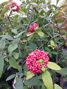 Viburnum 'Cardinal Candy'