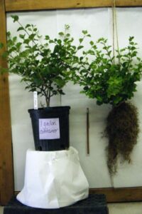 Rootstock -Gallon Size- Roots -Syringa Plus