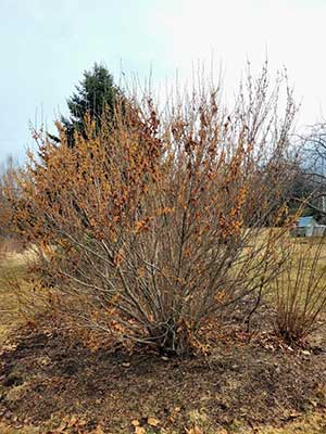 Witch Hazel Blooming in March