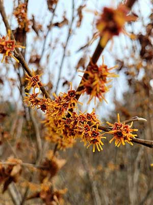 Witch Hazel Blooming in March