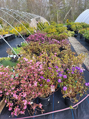 Spring Color at Bloomin' Root Nursery