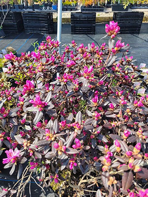 Spring Color at Bloomin' Root Nursery