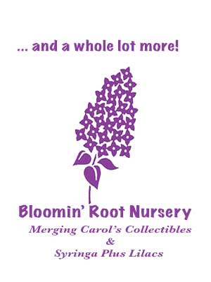 Bloomin' Root Nurserey - merging Carol's Collectaibles and Syringa Plus Lilacs