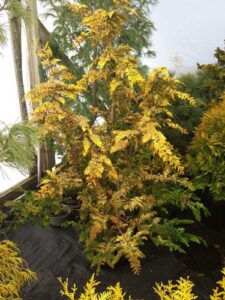 Chamaecyparis-obtusa-Fernspray-Gold