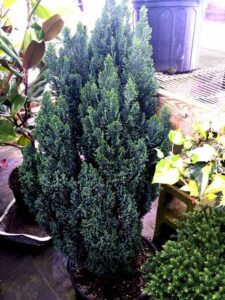 Chamaecyparis lawsoniana 'Ellwood's Pillar'