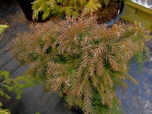 Cryptomeria-japonica-Elegans-Nana