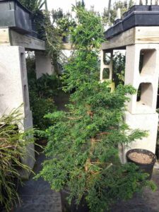 Cryptomeria_j_Black_Dragon