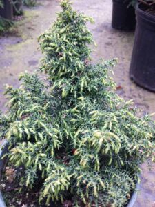 Cryptomeria_j_Tansu