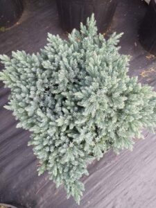 Juniperus-squamata-Blue-Star-2