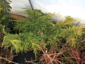 Juniperus_chinensis_Gold_Lace