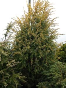 Juniperus_communis_Gold_Cone