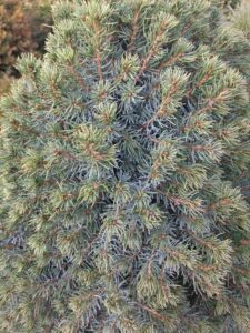 Picea_glauca_Arnesons_Blue