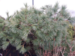 Pinus-strobus-Blue-Shag