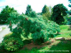 Pinus-strobus-Pendula-Am-Conifer-Society