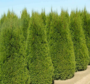 Thuja-occidentalis-Smaragd