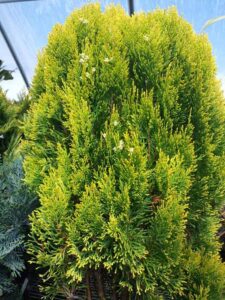 Thuja_orientalis_Raffles