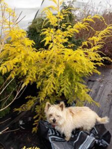 Tsuga_canadensis_Winter_Gold