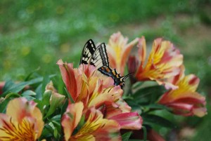 alstremeria-butterfly