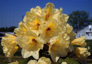 Rhododendron ‘Buzzer Beater’