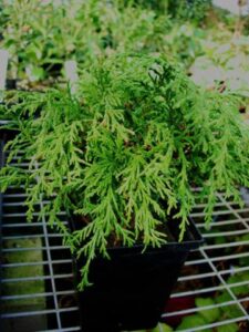 chamaecyparis_obtusa__white_pygmy