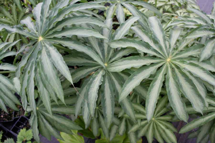 Silver Centered Leaf' (Jack in the Pulpit)