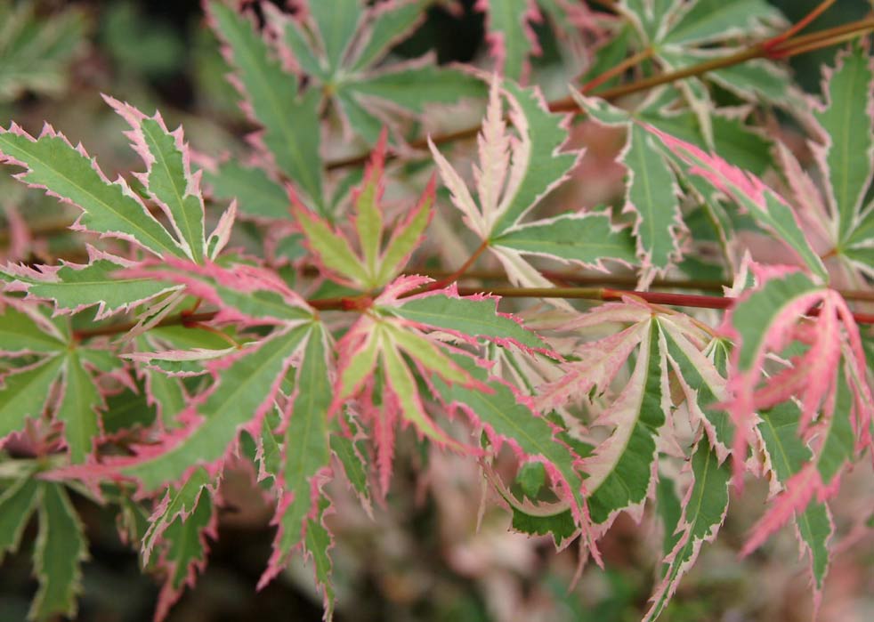  Acer_palmatum_Butterflie