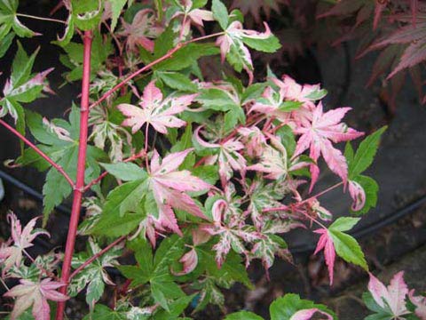 Acer_palmatum_Orido_Nishiki