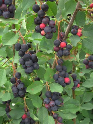 Juneberry