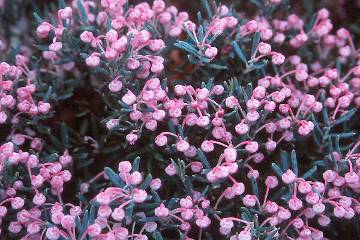 Bog Rosemary