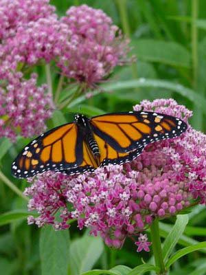 Asclepias-incarnata