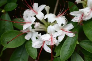 Sweet Azalea