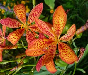 'Blackberry Lily"