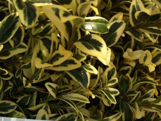 Buxus