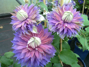 Clematis-Diamantia