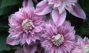 Clematis 'Josephine'