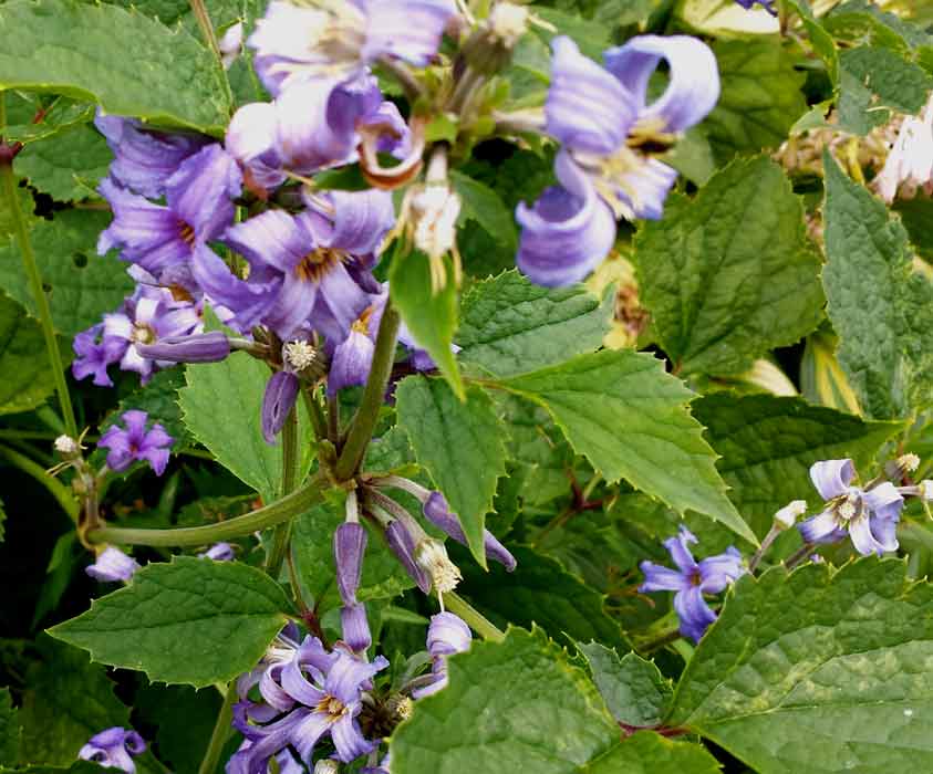 Shrub Clematis