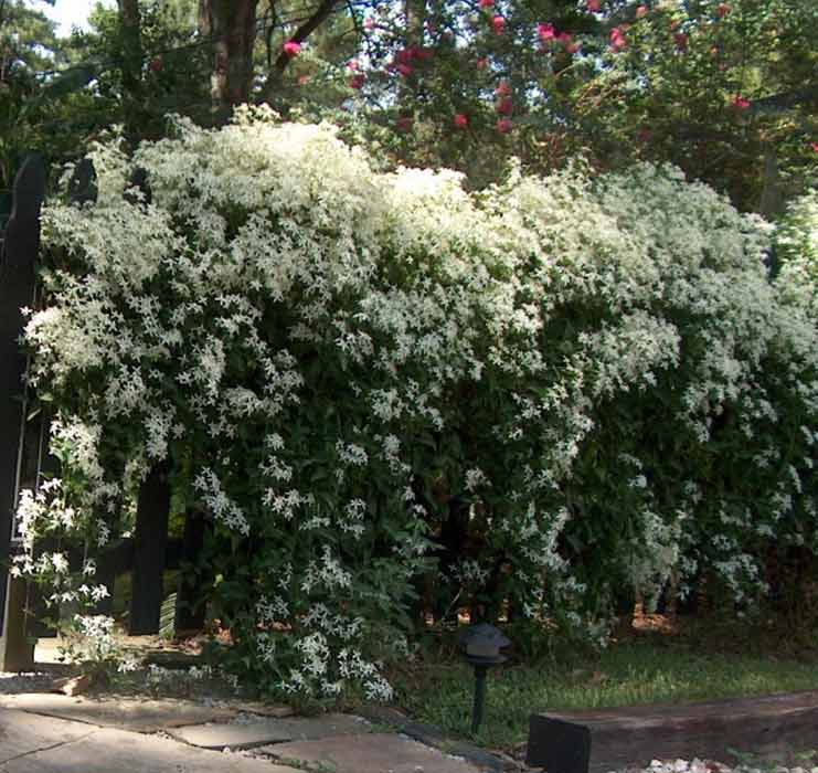 Sweet Autumn clematis