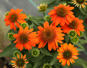 'Sombrero Adobe Orange'