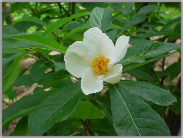 Franklinia