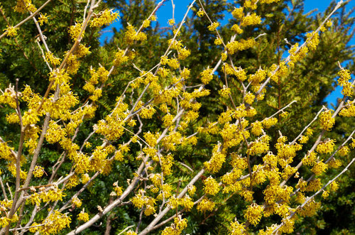 Witch Hazel