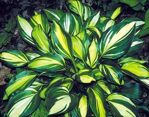 Hosta 'Rainbows End'