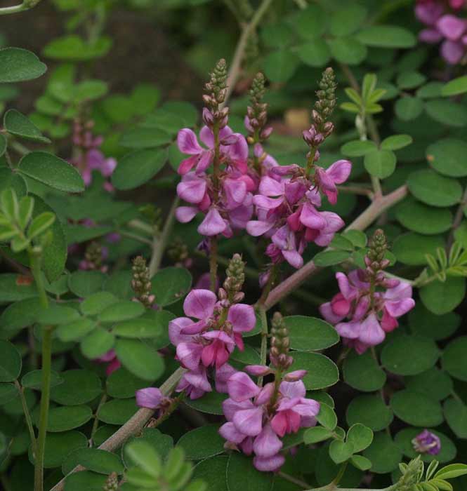 'Rose Carpet'