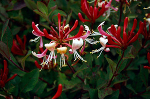 Lonicera-Scentsatio